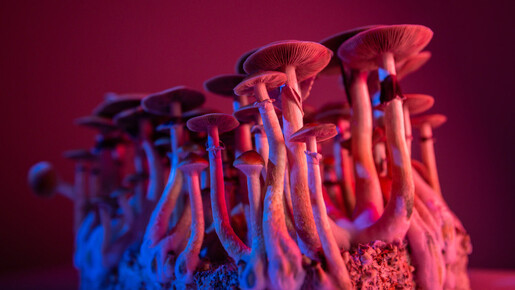 Champignons hallucinogènes : médecine du futur ?