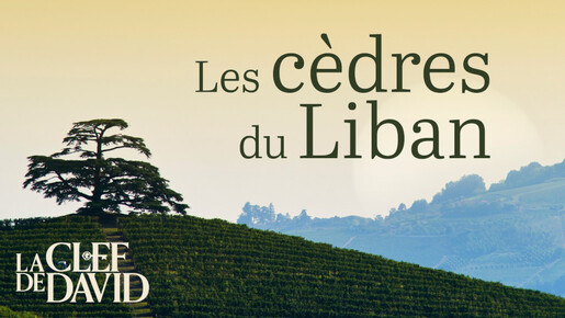Les cèdres du Liban