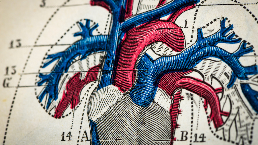 Circulation : La clé oubliée d'une santé durable