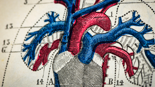 Circulation : La clé oubliée d'une santé durable